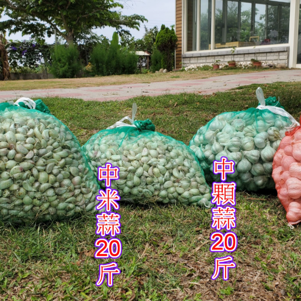 2025年鮮蒜球 